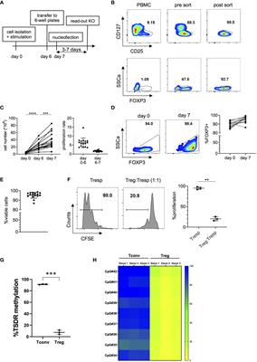 Fast and Efficient Genome Editing of Human FOXP3+ Regulatory T Cells